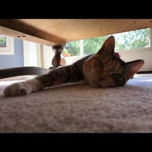 Meet your Posher, Sylvie